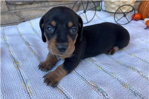 Slinky - puppy for sale