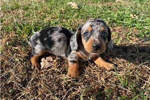 Bowie - puppy for sale