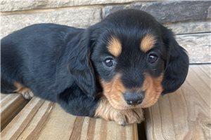 Birdie - puppy for sale