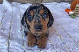 Deputy - Mini Dachshund for sale