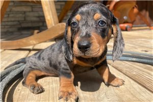 Ranger - Dachshund, Mini for sale