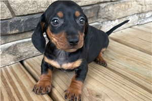 Howdy - puppy for sale