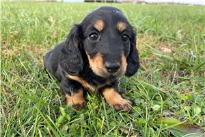 Loretta - puppy for sale