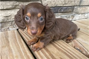 Moxie - Dachshund, Mini for sale