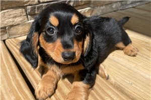 Birdie - Dachshund, Mini for sale