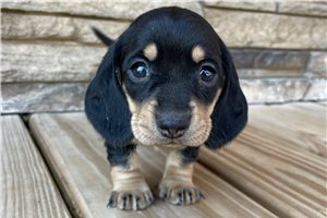 Bonnie - puppy for sale