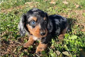 Scooby - puppy for sale