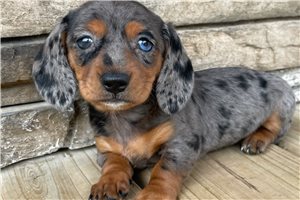 Navy Jo - Dachshund, Mini for sale