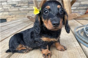 Dixie Anne - Dachshund, Mini for sale