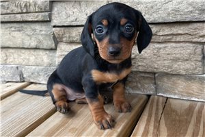 Regan - puppy for sale