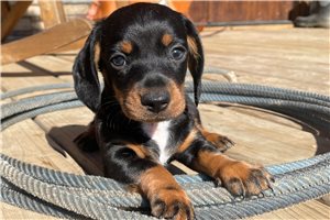 Colton - puppy for sale