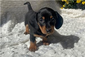 Slinky - Mini Dachshund for sale