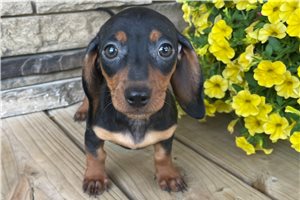 Regan - puppy for sale