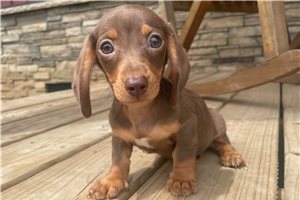 Rebel - Dachshund, Mini for sale