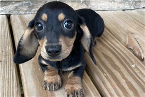 Rosalina - puppy for sale