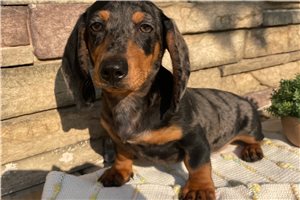 Ranger - puppy for sale