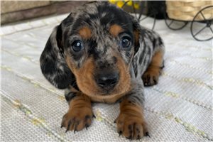 Rocket - Mini Dachshund for sale