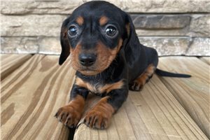 Paris - puppy for sale