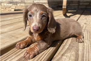 Shirley - Dachshund, Mini for sale