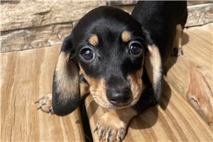 Rosalina - Dachshund, Mini for sale
