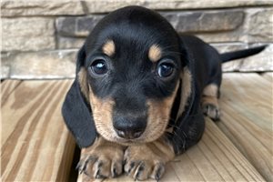 Bonnie - Dachshund, Mini for sale