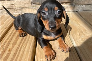 Howdy - Dachshund, Mini for sale