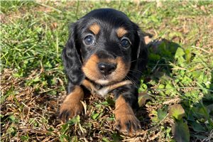 Georgia - puppy for sale