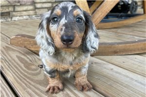 Steve - Dachshund, Mini for sale