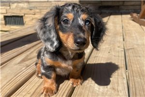 Midnight - Dachshund, Mini for sale