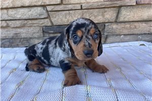 Deputy - Mini Dachshund for sale
