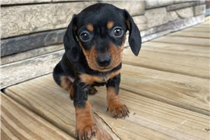 Paris - puppy for sale