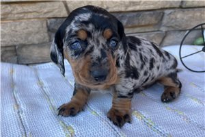 Kross - Mini Dachshund for sale