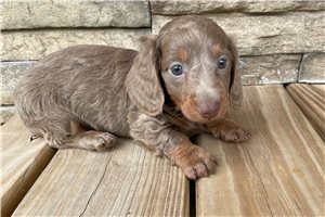 Shirley - Dachshund, Mini for sale