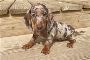 Maverick - Dachshund, Mini for sale