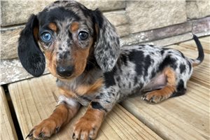 Karla Kay - Dachshund, Mini for sale