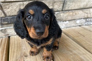 Gracie Jo - puppy for sale