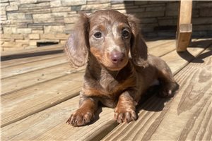 Shirley - Dachshund, Mini for sale