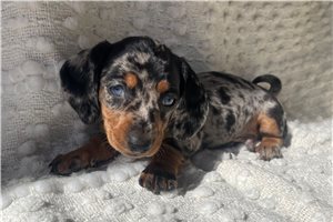 Kross - Mini Dachshund for sale