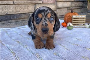 Deputy - Mini Dachshund for sale