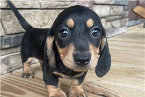 Rosalina - Dachshund, Mini for sale