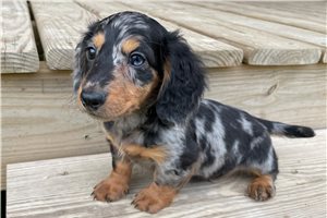 Midnight - Dachshund, Mini for sale