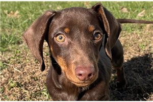 Boston - Dachshund, Mini for sale