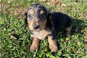 Blaire - puppy for sale