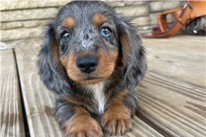 Tex - Dachshund, Mini for sale
