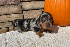 Deputy - Mini Dachshund for sale