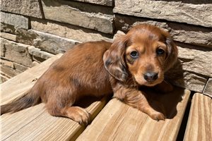 Clifford - puppy for sale