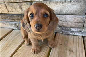 Clifford - Dachshund, Mini for sale