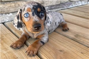 Sparkles - Dachshund, Mini for sale