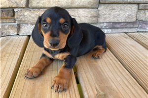 Porter - puppy for sale