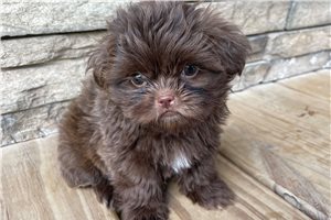Claudia - Shih Tzu for sale